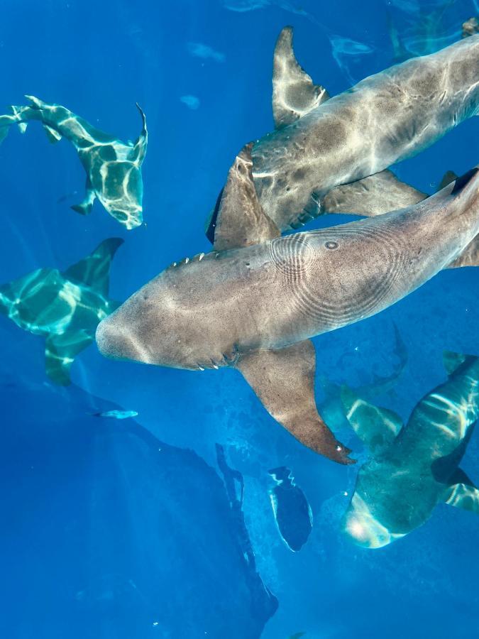 Reef Edge Thulusdhoo, Maldives Ξενοδοχείο Εξωτερικό φωτογραφία
