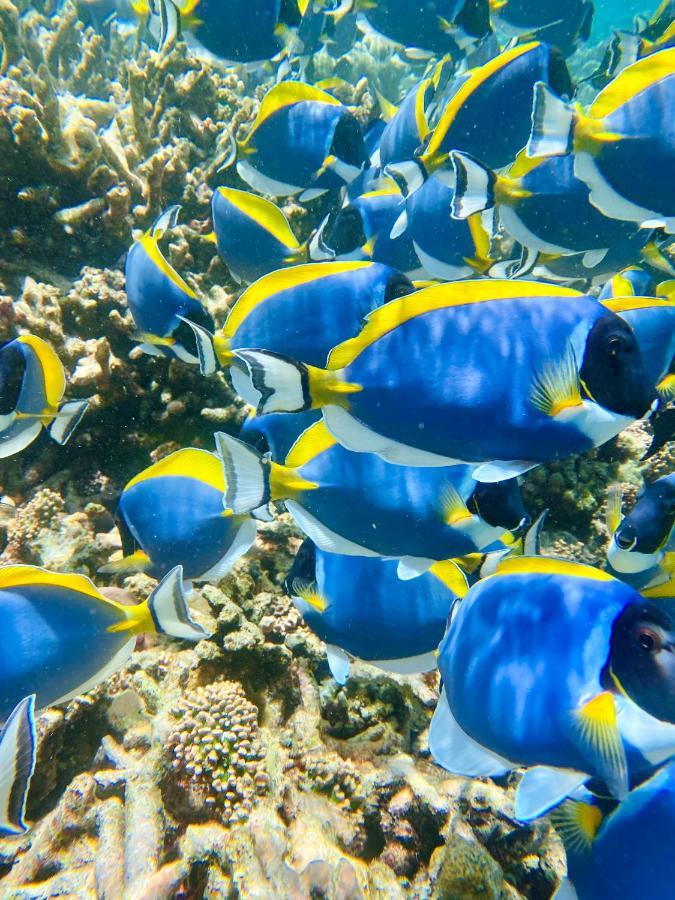 Reef Edge Thulusdhoo, Maldives Ξενοδοχείο Εξωτερικό φωτογραφία