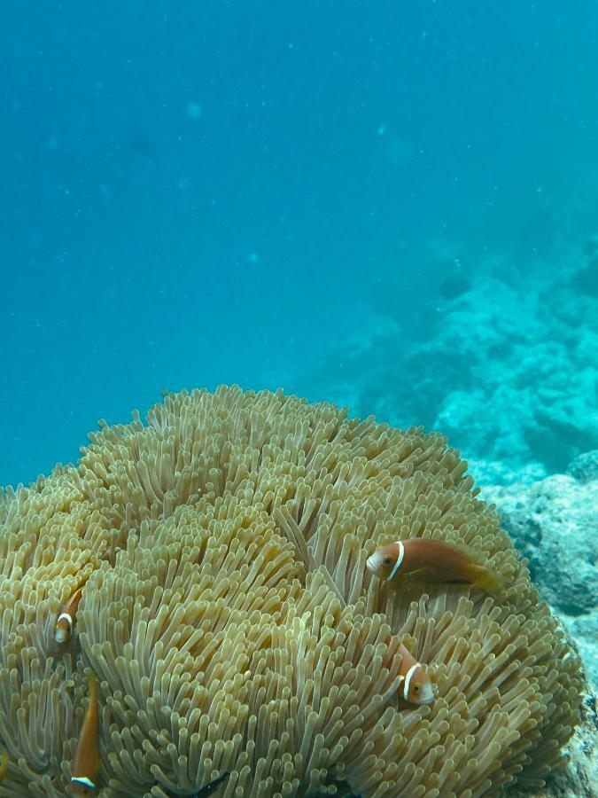 Reef Edge Thulusdhoo, Maldives Ξενοδοχείο Εξωτερικό φωτογραφία